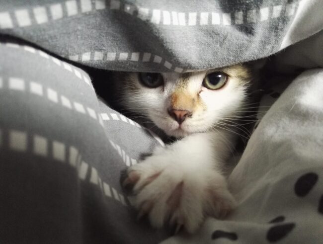 I Do Not Pounce On You I Do Not Pounce On You